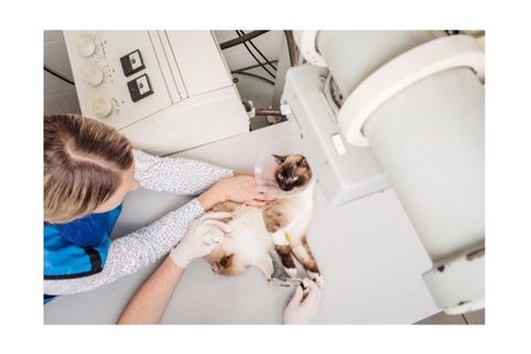 Cat receiving care at the vet