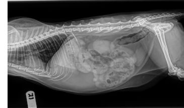 Cat x-ray