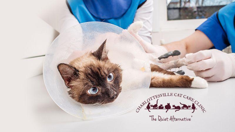 Charlottesville Cat Care Clinic cat in cone